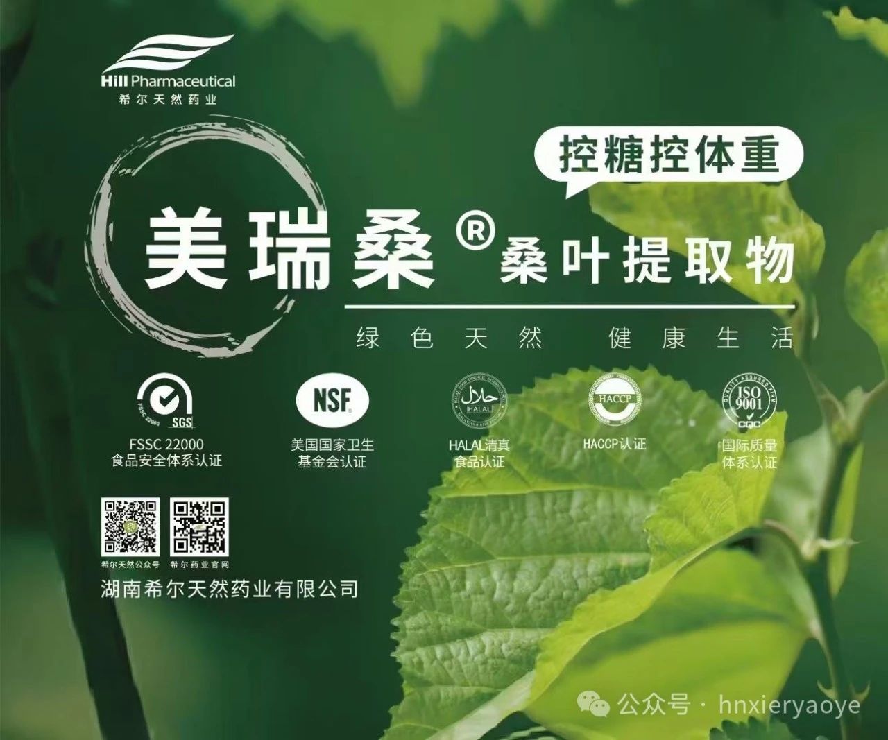 【桑叶】大自然赐予的天然降糖良药